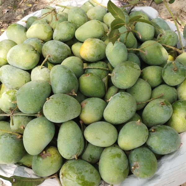 হিমসাগর আম/Himsagar Mango-২০ কেজি (প্যাকেজিং এবং ডেলিভারিসহ)