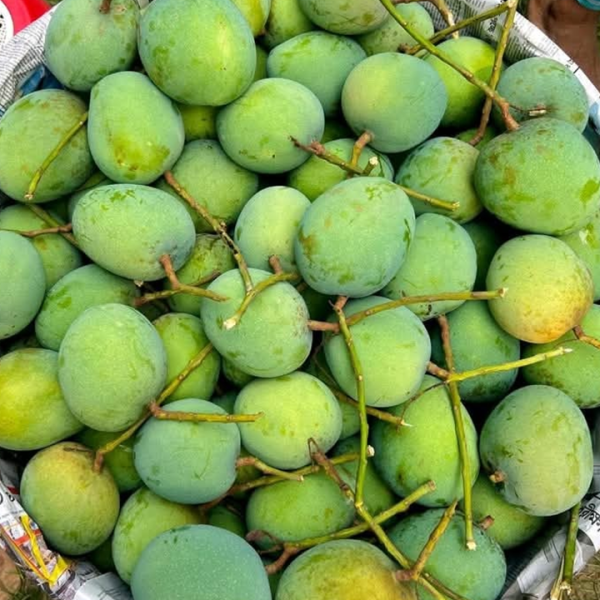 হিমসাগর আম/Himsagar Mango-৪০ কেজি (প্যাকেজিং এবং ডেলিভারিসহ)